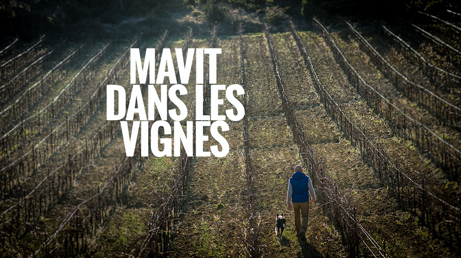 Olivier Mavit dans les vignes